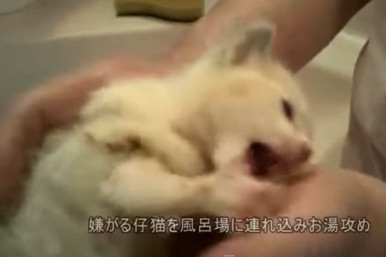 「汚い仔猫を見つけたので虐待することにした」動画をネットで公開した結果、賞賛の嵐