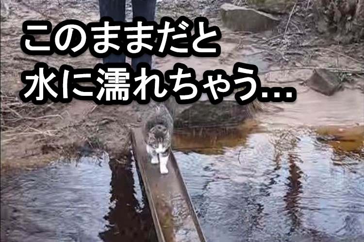 「水に濡れたくないイヤにゃ！」橋の真ん中にある水たまりをどうしても避けたかった猫の行動がオモシロイ