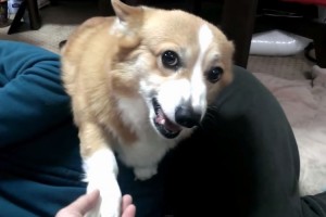 ブチギレながらも従順!?怒っていても“お手”をしちゃうコーギーがカワイイ