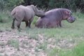 【最強の動物決定戦】カバ vs サイが激しい戦いになると思いきやあれ!?仲良しなの?