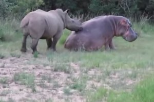 【最強の動物決定戦】カバ vs サイが激しい戦いになると思いきやあれ!?仲良しなの？