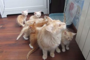 ママ猫大失敗！子供たちの前で失態をさらしてしまいめんぼくなし...