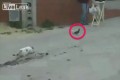 【笑った】狙っていた獲物を逃したネコ、これでもかというくらい“ショック”を受けてしまった