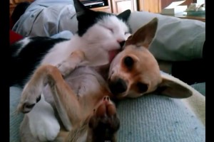 「ちょっと愛が重いんだけど…」ネコに好かれすぎて舐められまくられるちょっと迷惑そうなチワワの顔