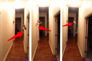 まるで忍者！廊下の壁を飛び跳ねるキツネザルのたった3秒のスゴ技を見よ