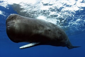 【貴重映像】眠るマッコウクジラの格好がなんとも不気味な姿だったことが明らかに