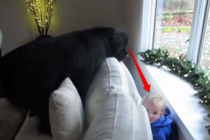 「ど～こかな？」少女と“かくれんぼ”で遊んでいる大きなワンコがしっぽフリフリで楽しそう♪