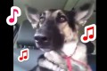 【音あり必須】耳でリズムをとるシェパードが想像以上にのっていた♪