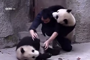 【カワイすぎる】薬を飲ませたい飼育員 vs 絶対飲みたくないパンダがじゃれあってるようにしか見えない