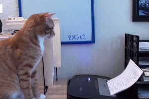 オフィスで猫と一緒に仕事をしたほうが良い11の理由