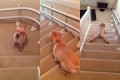 【癒し動画】ラブラドールの子犬が階段を自らズリ落ちる姿がカワイイ!