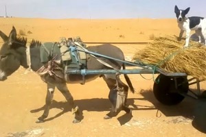 【まさか】ロバと犬が砂漠で奇妙なふたり旅をしていた場面に遭遇