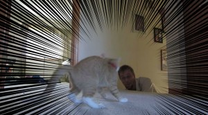 飼い主「わっ！！」猫「みゃ～！！」驚かして猫と遊ぶ飼い主さんがお茶目すぎる