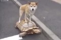 何かに乗っているノリノリな動物たちがかわいい8選(GIFアニメ)