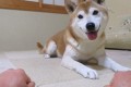「おやつ、どっち?」に何度もはずしてしまう“柴犬ちゃめ助くん”の癒し映像