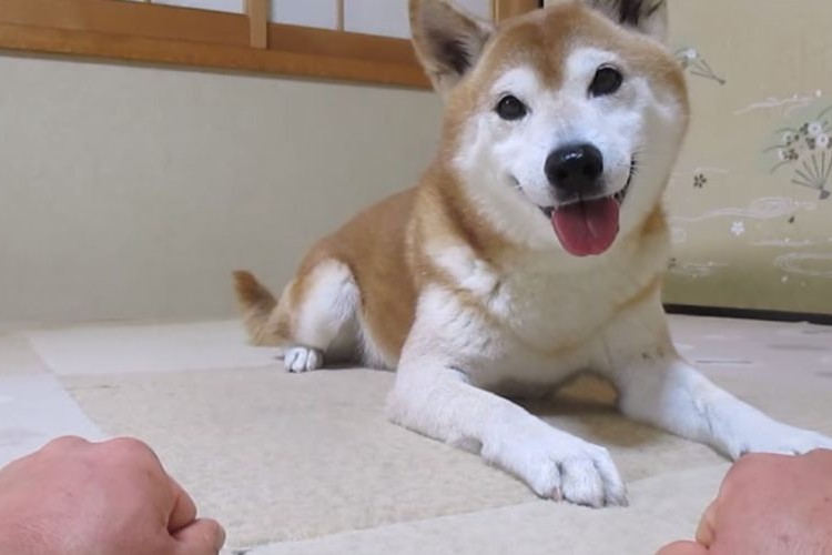 「おやつ、どっち？」に何度もはずしてしまう“柴犬ちゃめ助くん”の癒し映像