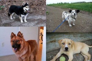 チャウチャウ + ハスキー で“チャウスキー”など異なる犬種を組み合わせた可愛いミックス犬２１種