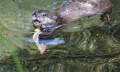 お手柄カワウソくん!水中に落としたiPhoneを拾って届けてくれた