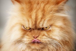 【怒り猫】殺し屋のような目をしているペルシャ猫のガーフィくんが世界中で話題に