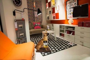 殺処分される犬の命を救ったIKEAのプロジェクトが素晴らしい成果をあげている
