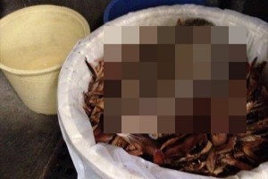 【至福】猫がモリモリのかつお節をベッド代わりにして幸せそう画像が話題に！