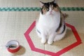 テープさえがあれば猫がやってくる“猫転送装置”が海外でも話題に!