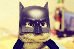 【ハロウィン】仮装で楽しむのは人間だけじゃない！コスプレしてみた動物たち