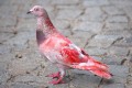 【画像加工なし】ピンクなイルカ、赤い鳩、七色バッタなど珍しい色の動物たち44選