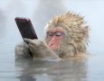 温泉でiPhoneをいじるニホンザルの写真がイギリスの写真コンテストで受賞