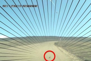 【良い人】道路の真ん中に埋もれているリス、あなただったらどうする？