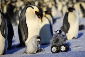 皇帝ペンギンの赤ちゃんを間近で撮影するために作られた“ペンギンロボット”が可愛い