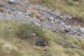 この写真にとんでもなく多くの動物が隠れています。見つけることができますか?
