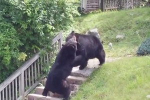 民家のすぐそばに体長2m以上の熊が！しかも2匹で大喧嘩。辺りは一時騒然と