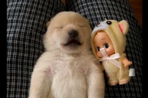 【動物萌え】どんな夢をみているのかな？生まれたての白い柴犬の寝言で遠吠えする姿がかわいい