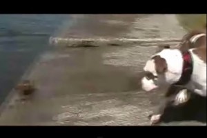 【まるでコント】10秒前のことを忘れてしまうおっちょこちょいなワンコ