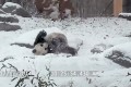 「イヤッホーイ!」雪ではしゃぐパンダ。今年初めての雪に楽しくてたまらない