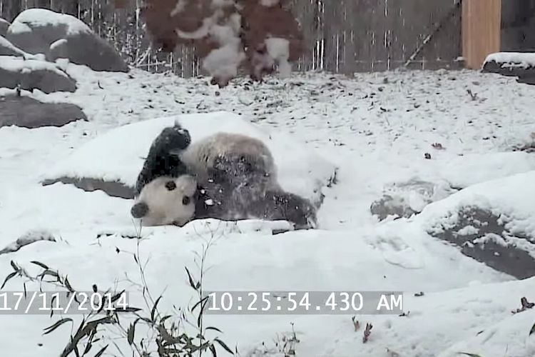 「イヤッホーイ！」雪ではしゃぐパンダ。今年初めての雪に楽しくてたまらない