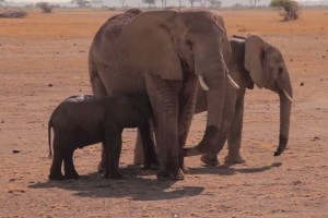 【今日は何の日？】11月16日は“ぞうさんの日”子ゾウを救出した感動ドキュメントが素敵