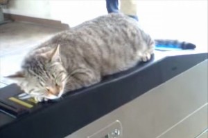 自動改札に猫がいる日常。猫はぐっすり眠り、地元の人も起こさないようにと気遣う優しさあふれる映像