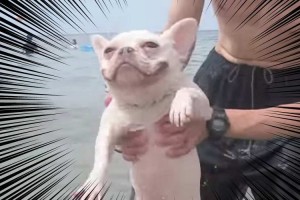 【エア犬かき】海からあがってきたのに気付かず泳ぎ続けるフレンチブルがかわいい（11秒映像）