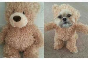 シーズーがテディベアのぬいぐるみを着たら想像以上に可愛かった