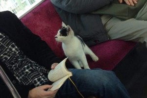 日曜日のお昼に電車に迷い込んできた一匹の猫。無事に飼い主の元に帰ってきたと報告あり