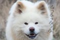 【今日は何の日?】11月12日は“わんにゃんの日”ペット写真を投稿すると寄付ができるHappy Moment