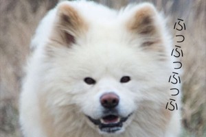 【今日は何の日？】11月12日は“わんにゃんの日”ペット写真を投稿すると寄付ができるHappy Moment