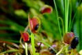 食虫植物はこうして生きている。107日間撮影した恐ろしくも美しいタイムラプス映像