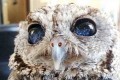 輝く星の瞳を持つ奇跡のフクロウ。全知全能の神である“ゼウス”と名付けられて