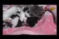 【動画】絶対に離したくない!仔猫2匹を同時に抱きしめる母猫