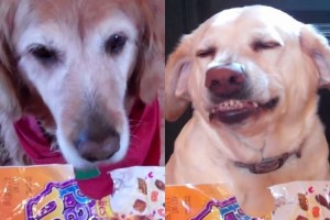 盗み食いをした容疑犬に「これに見覚えある？」嘘をつけないラブラドール犬のデンバーが面白すぎる