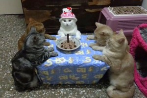 【動画】誕生日パーティをやらされてる感漂う5匹の猫。テーブルを囲む姿がシュール過ぎる