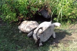 優しい亀。亀にも仲間を助けたいという感情があると分かる映像